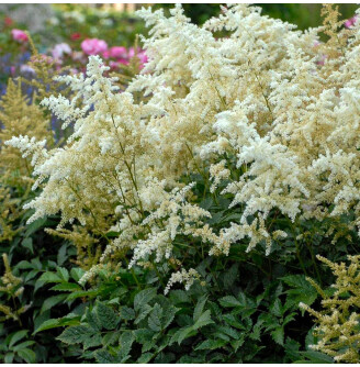 Астільба японьска 'Deutschland'®