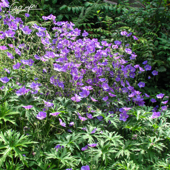 Герань гімалайська 'Baby Blue' - 5