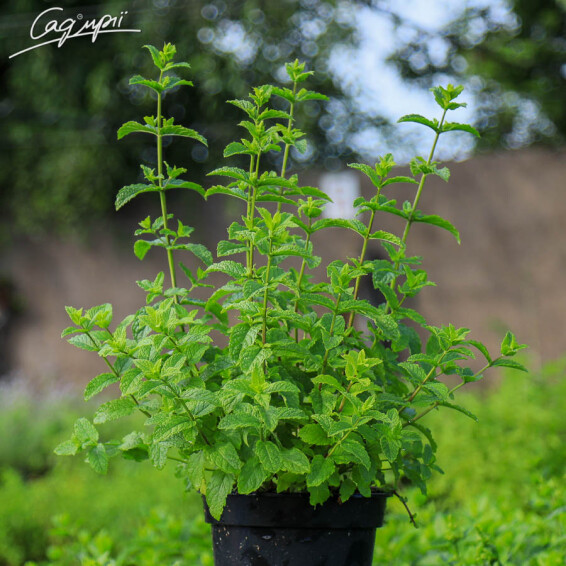 Мята колосистая (марокканская) 'Crispa Marokko' - 1