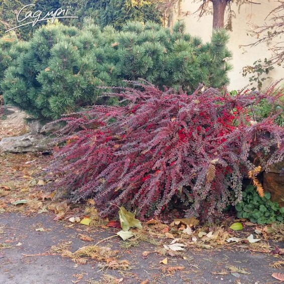 Кизильник горизонтальний - 9