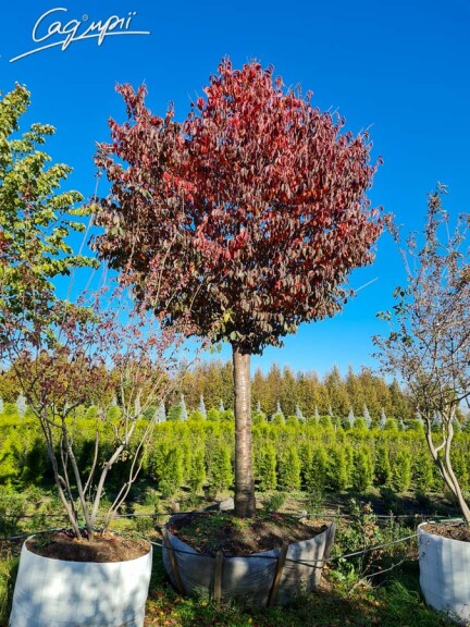 Слива Саржента 'Rancho' - 4