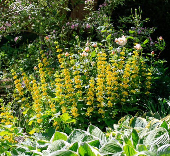 Вербозілля плямисте, C3,С2 - - 2