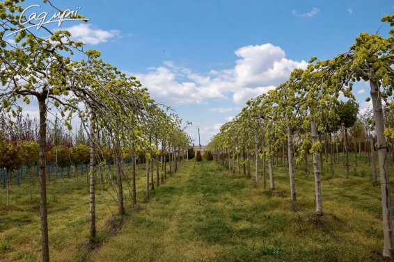 В'яз шорсткий 'Camperdownii' #3, WRB 25--30 250-300 St. 200-225 - 4 В'яз шорсткий 'Camperdownii' #3, WRB 25--30 250-300 St. 200-225 - 4