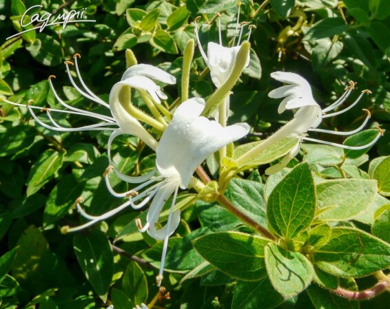 Жимолость японская 'Hall's Prolific' - 1