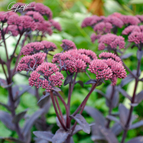 Очиток гібридний 'Jose Aubergine' ® - 5