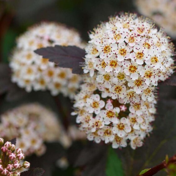 Пухироплідник калинолистний 'Diabolo' ® - 1 Пухироплідник калинолистний 'Diabolo' ® - 1