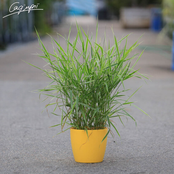 Канареечник (двукисточник) тростниковый 'Tricolor' - 4