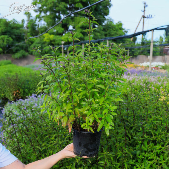 Мята перечная 'Black Spearmint' - 2