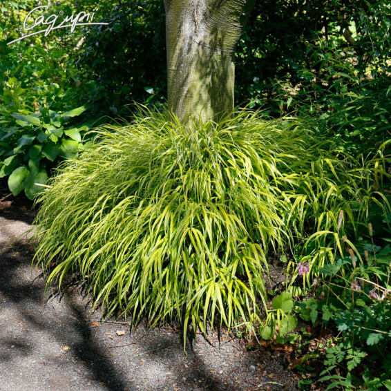 Хаконехлоя велика 'Nicolas' - 8