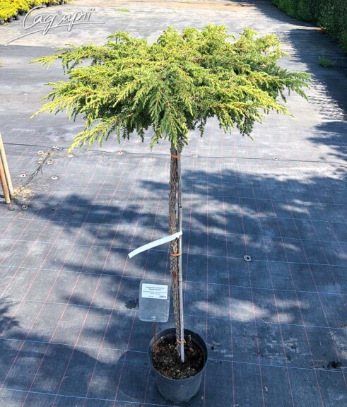 Можжевельник обыкновенный 'Zeal', ф. штамбовая - 3 Можжевельник обыкновенный 'Zeal', ф. штамбовая - 3