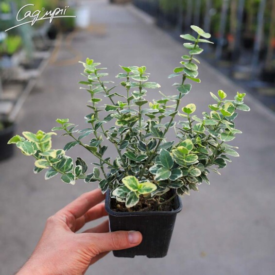 Бересклет Форчуна 'Emerald Gaiety', штамбова форма - 5