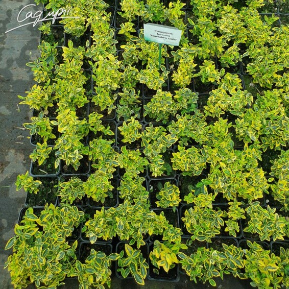 Бересклет Форчуна 'Emerald Gold' #1, p9 10-20 - 5