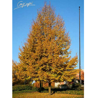 Липа серцелиста 'Erecta' #3, С60 14--16 300-350 St. 180-200