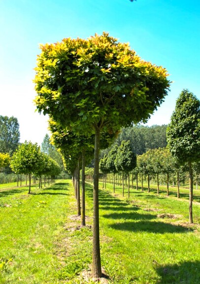 Дуб болотний 'Green Dwarf' - 7 Дуб болотний 'Green Dwarf' - 7