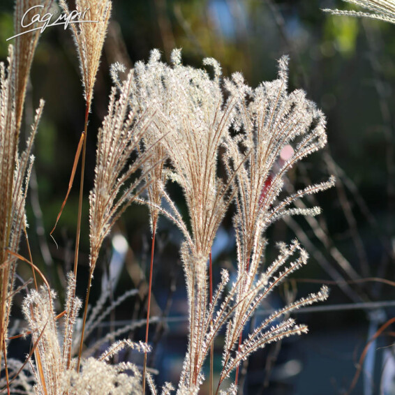 Міскантус китайський 'Ferner Osten' - 4