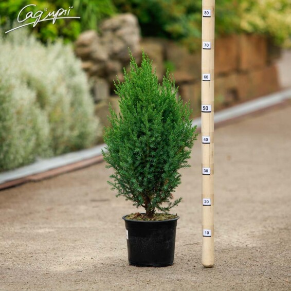 Можжевельник китайский 'Stricta' - 12