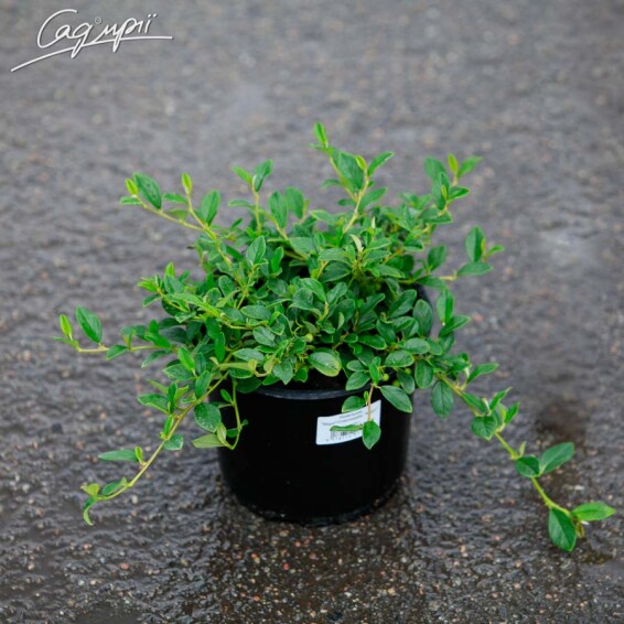 Кизильник Даммера 'Major' - 2