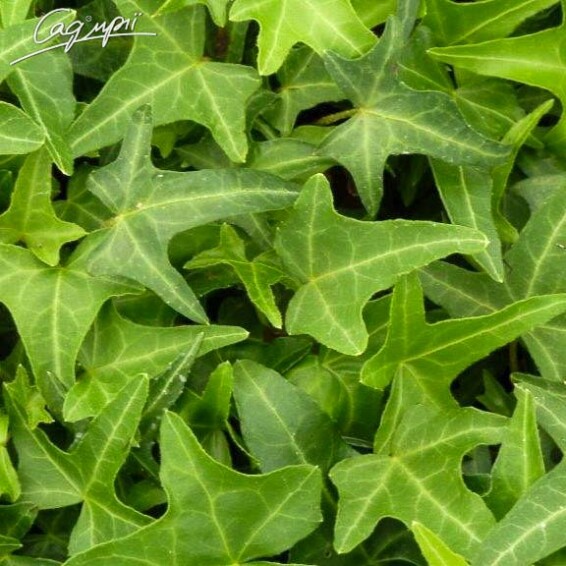 Плющ обыкновенный 'Sagittifolia' - 3