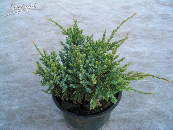 Ялівець лускатий 'Blue Carpet' - 2