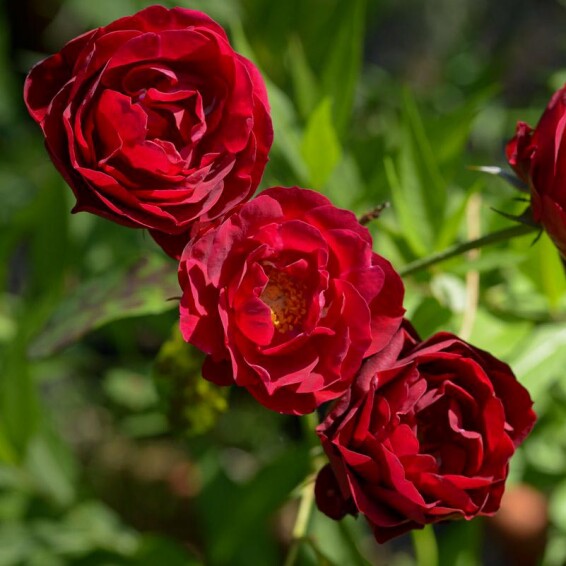 Роза чайно-гибридная 'Malicorne' - 4