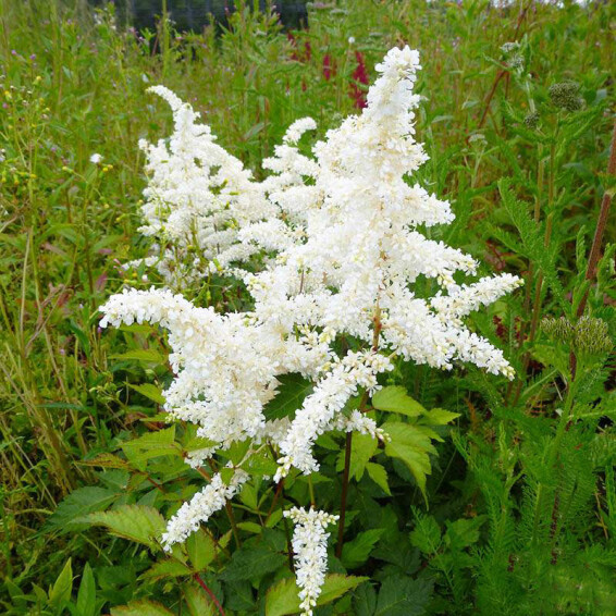 Астільба японьска 'Deutschland'® - 3