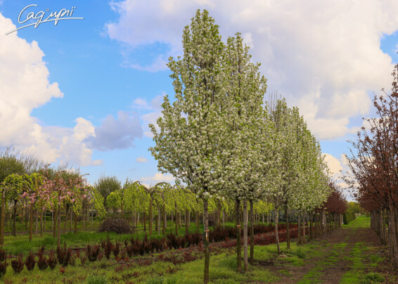 Груша Каллериана 'Chanticleer' #4, WRB 25--30 700+ St. 160-180 - 2