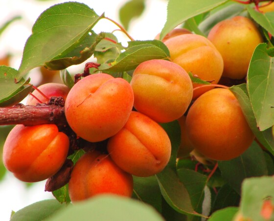 Потрібні плодові дерева?