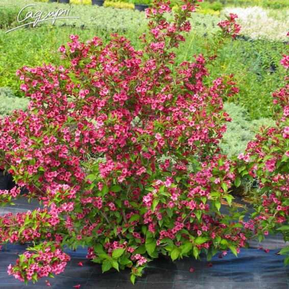 Вейгела 'Bristol Ruby', штамбова форма - 4 Вейгела 'Bristol Ruby', штамбова форма - 4