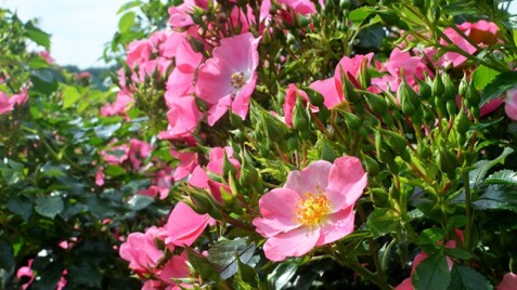 Троянди серії “Bee”: стильна новинка для вашого саду