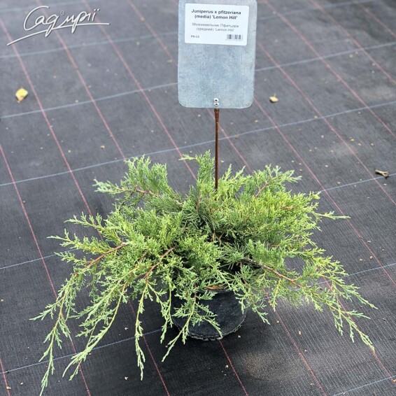 Можжевельник средний 'Lemon Hill' - 1