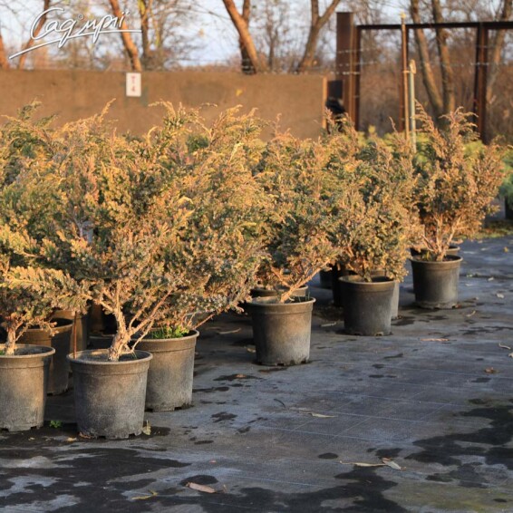 Можжевельник чешуйчатый 'Golden Flame' - 3