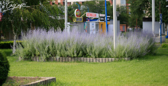 Перовскія лебедолистна 'Lacey Blue' ® - 1