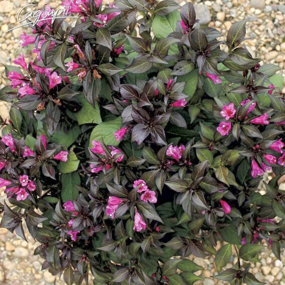 Вейгела квітуча 'Minor Black' - 1