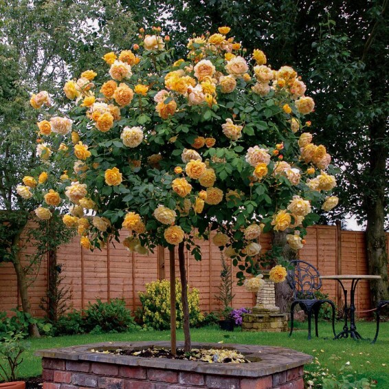 Роза 'Golden Celebration' #1, C7 - - 6