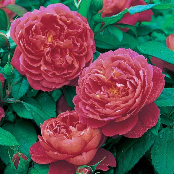 Роза английская 'Benjamin Britten' - 3