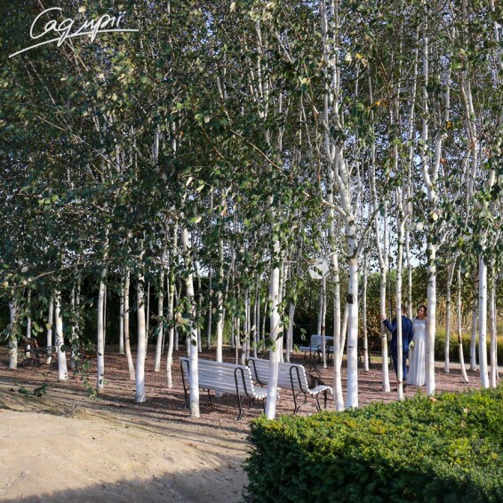 Береза гімалайська 'Doorenbos' #12, WRB 16--18 500+ St. 1/2 - 7