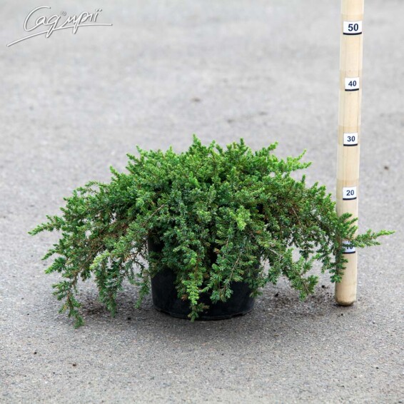 Ялівець звичайний 'Greenmantle' - 3