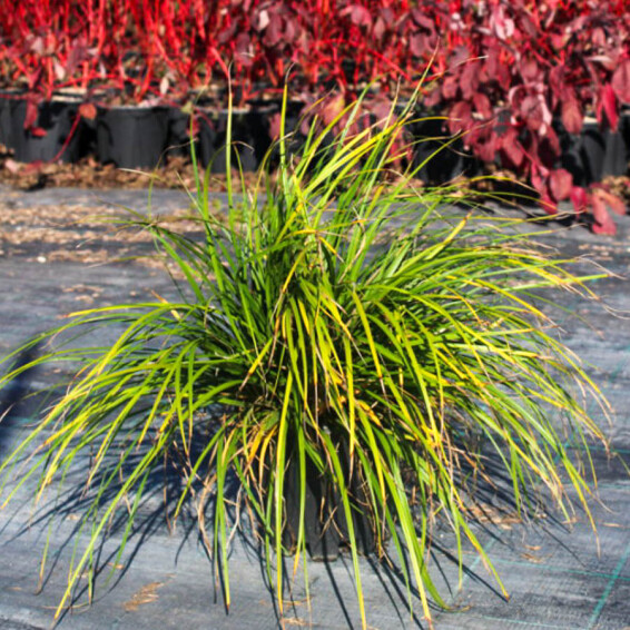 Осока охіменська 'Evergreen' - 2