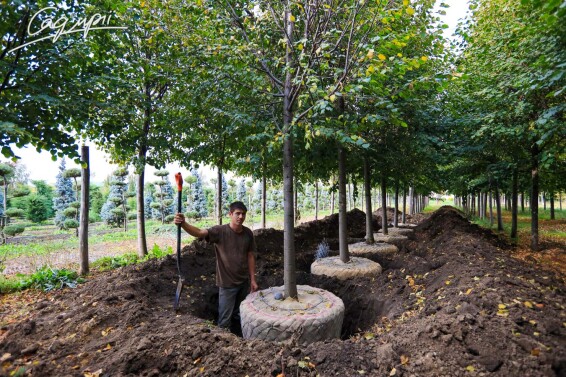 Липа сердцелистная 'Greenspire' - 5 Липа сердцелистная 'Greenspire' - 5