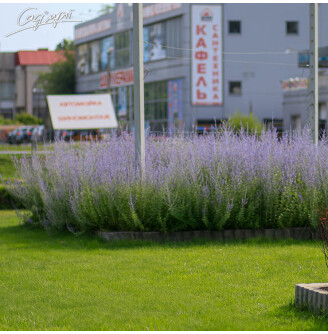 Перовскія лебедолистна