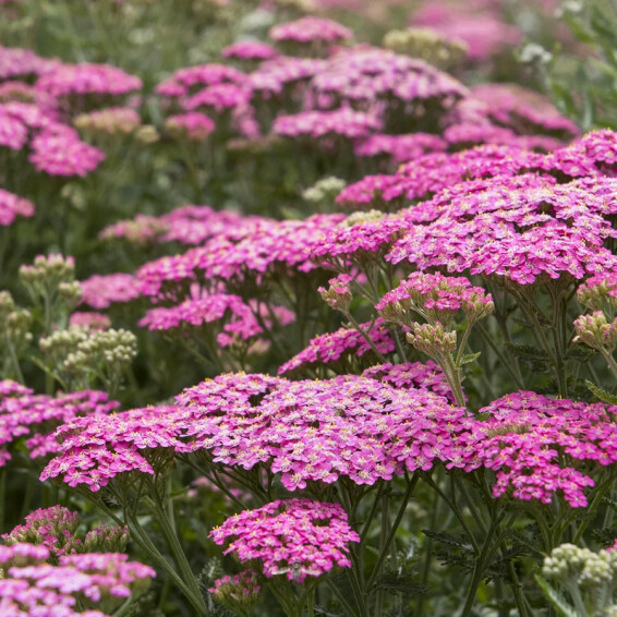 Деревій гібридний 'Pretty Belinda' - 2