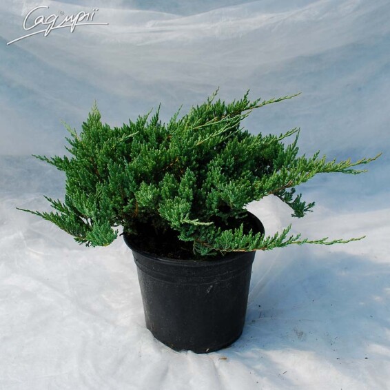 Ялівець горизонтальний 'Blue Chip' - 12