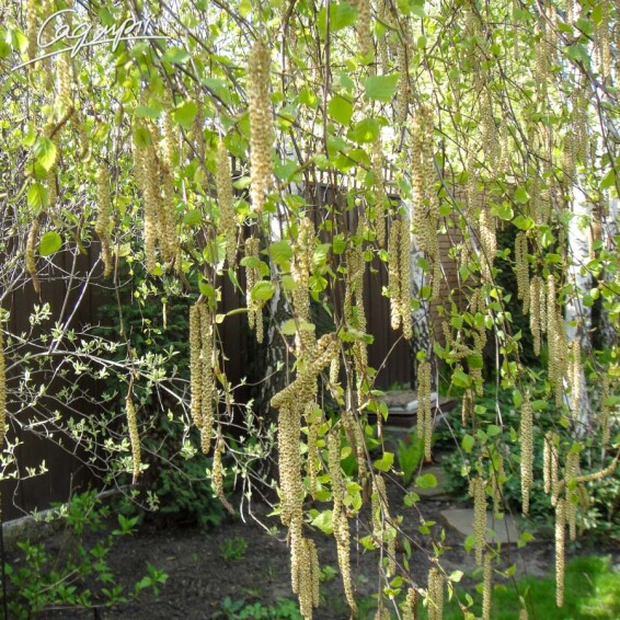 Береза плакучая #3, C3 - 150-175 - - 4 Береза плакучая #3, C3 - 150-175 - - 4