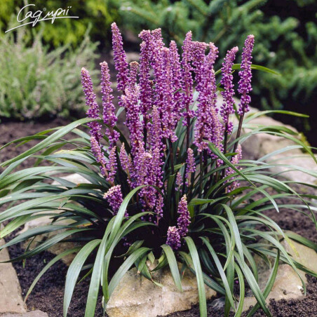 Лириопе - правильный выбор для клумбы в тени