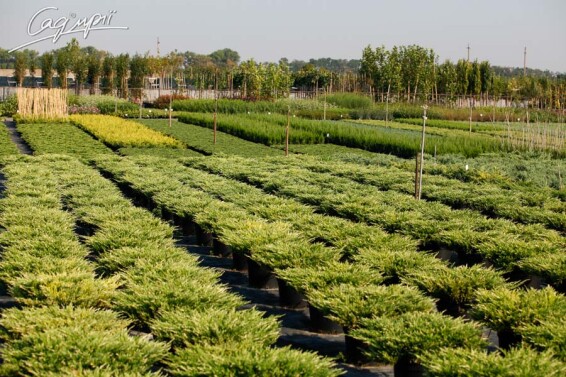 Можжевельник горизонтальный 'Andorra Variegata' - 3