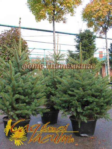 Ель колючая - 1