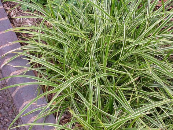 Осока морроу 'Ice Dance' - 1