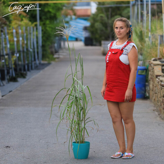 Міскантус китайський 'Malepartus', C3 - - 9