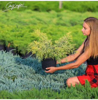 Можжевельник средний 'King of Spring'