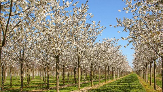 Сакура дрібнозубчаста 'Tai haku' #3, C32 14--16 250-300 St. 1/2 - 1